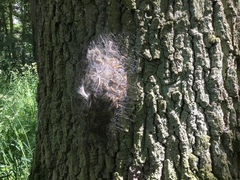 Thaumetopoea processionea