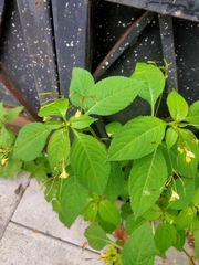 Impatiens parviflora