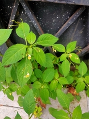 Impatiens parviflora