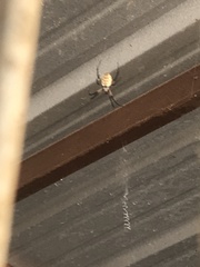 Argiope aurantia