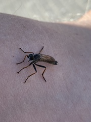 Neomochtherus geniculatus