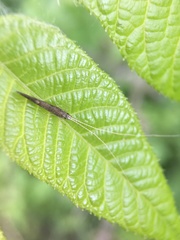 Leptocerus americanus