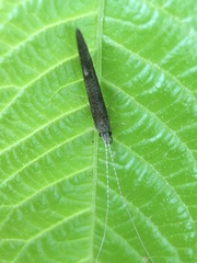 Leptocerus americanus