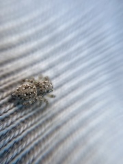 Attulus distinguendus