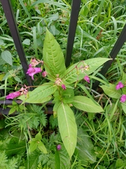 Impatiens glandulifera