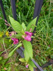 Impatiens glandulifera