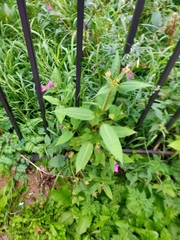 Impatiens glandulifera