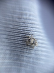 Attulus distinguendus