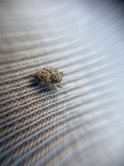 Attulus distinguendus