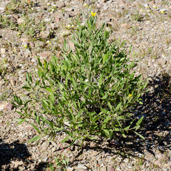 Pucciniaceae