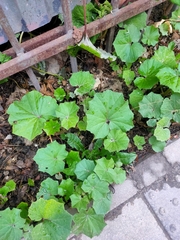 Tussilago farfara