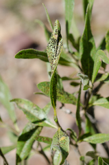 Pucciniaceae