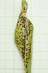 Pucciniaceae
