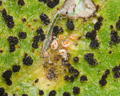 Pucciniaceae