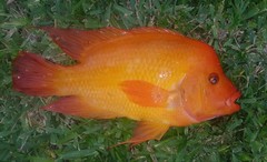 Amphilophus citrinellus