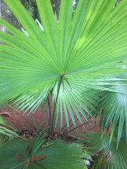 Saribus rotundifolius