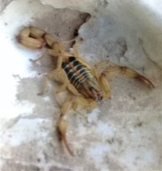 Centruroides elegans