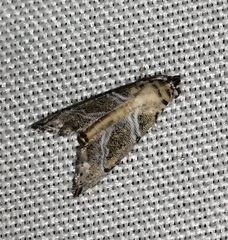 Abablemma bilineata