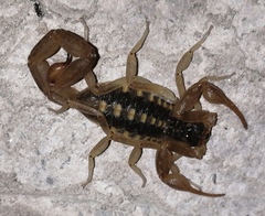 Centruroides baldazoi