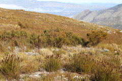 Cyclopia meyeriana