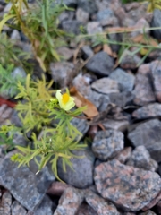 Linaria vulgaris