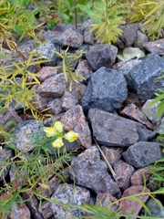 Linaria vulgaris