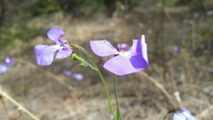 Lobelia tenuior