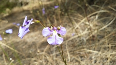 Lobelia tenuior