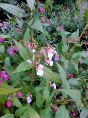 Impatiens glandulifera