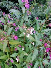 Impatiens glandulifera