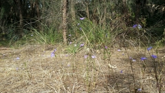 Lobelia tenuior