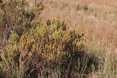 Cyclopia meyeriana