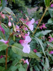 Impatiens glandulifera