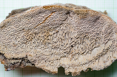 Coriolopsis