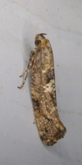 Acrolepiopsis