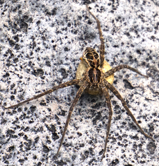 Dolomedes gertschi
