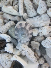 Cellana