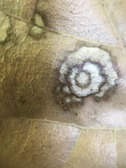 Cristulariella