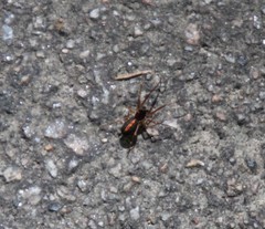 Castianeira descripta