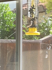 Haemorhous mexicanus