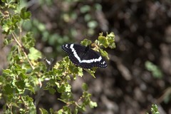 Limenitis weidemeyerii nevadae