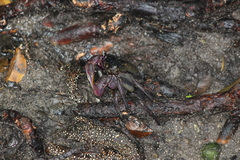 Episesarma palawanense