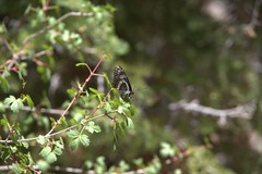 Limenitis weidemeyerii nevadae