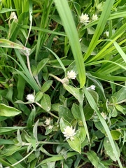 Alternanthera bettzickiana