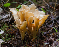 Ramaria chocoensis