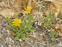 Gaillardia spathulata