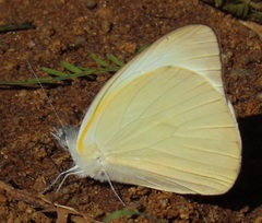 Appias epaphia contracta
