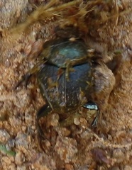 Proagoderus aureiceps