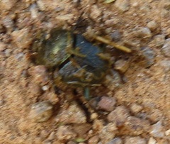 Proagoderus aureiceps