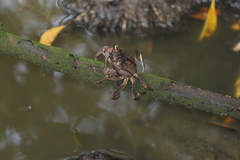 Episesarma palawanense